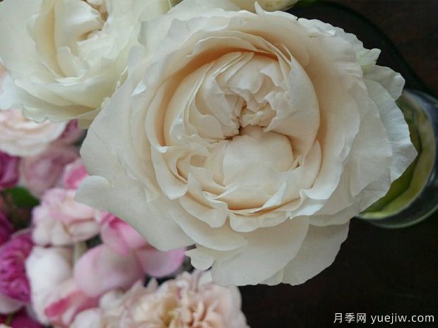 四純?cè)录?圖1)