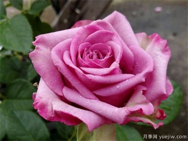 鄭州市花是月季，愛上鄭花滿城(圖4)