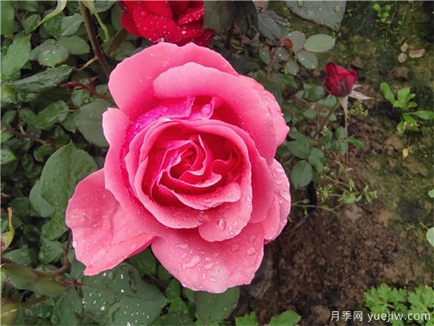 10月養(yǎng)月季，養(yǎng)護(hù)月季不能犯的4個(gè)錯(cuò)誤(圖1)