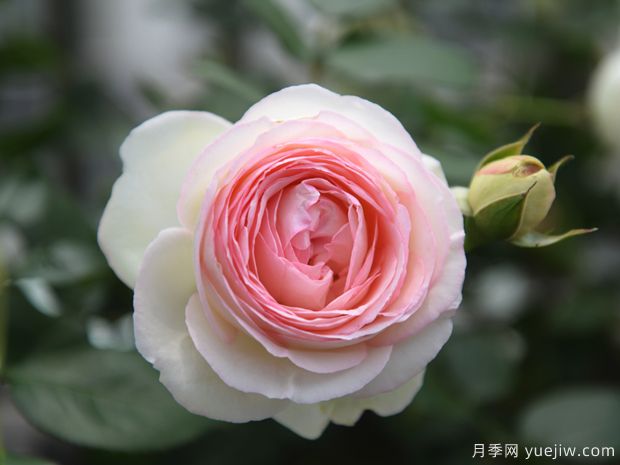 推薦88個***美月季品種，讓花友美到心醉，陶醉其中(圖10)