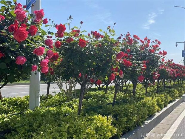 綠化月季苗木養(yǎng)護中的灌水基礎(chǔ)知識(圖1)