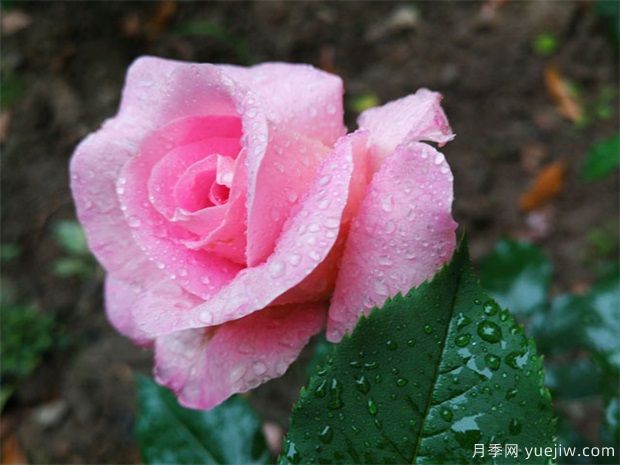 室內(nèi)種植月季花應(yīng)注意什么？(圖1)