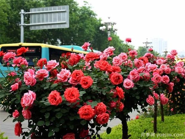 南陽市：樹狀月季“國標(biāo)”南陽定(圖1)