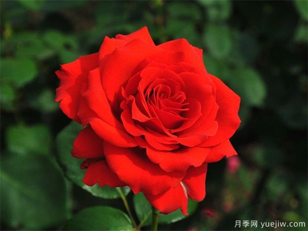 玫瑰栽培管理要點是什么？(圖1)