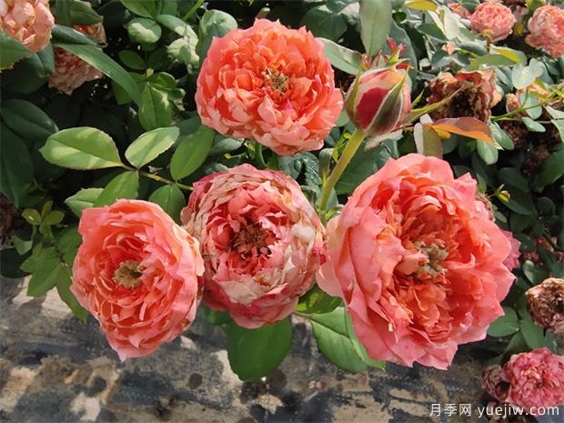月季網：怎樣栽培月季花？(圖1)