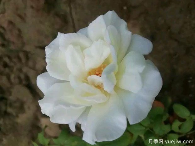 春水綠波月季的優(yōu)缺點(diǎn)是什么？(圖1)