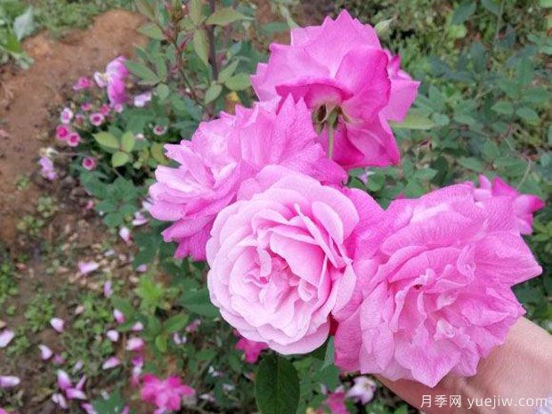 中國(guó)10大古老月季品種有哪些？花美花期長(zhǎng)(圖2)