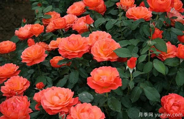 耐寒月季如何栽培管理？樹狀月季批發(fā)基地來告訴你(圖1)