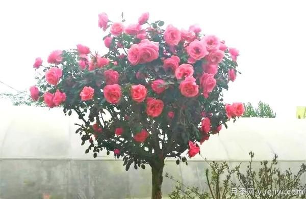景觀月季花謝之后，如何養(yǎng)護(hù)可以二次花開？(圖1)