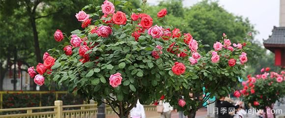 月季花五顏六色，什么會影響樹狀月季花的顏色呢？(圖1)