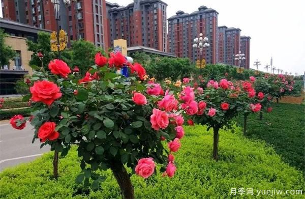 怎樣讓我們的月季， 每個(gè)月都開(kāi)能開(kāi)大花？(圖1)