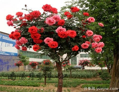 月季花遇到鉆蛀型害蟲，該怎么解決呢？(圖1)