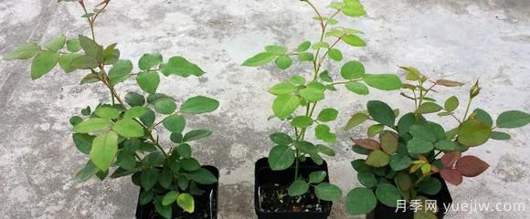 盆栽月季種植過程中，有幾項(xiàng)日常檢查措施可以了解(圖1)
