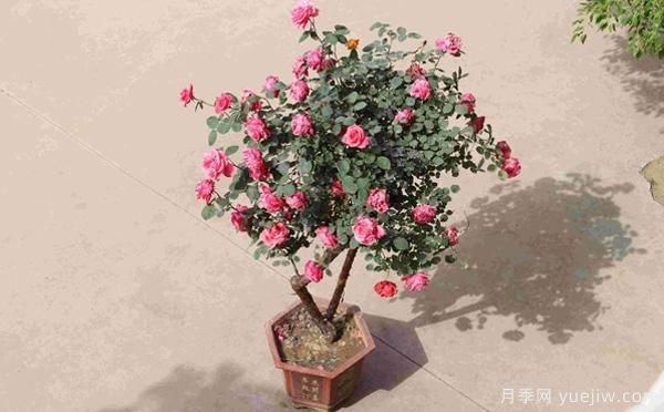 古樁盆栽月季培養(yǎng)，主要的設(shè)施需求？來了解下(圖1)