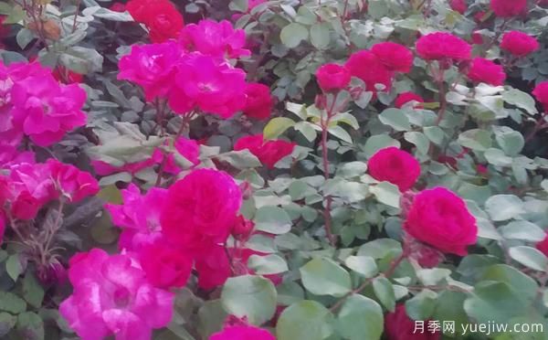 景區(qū)樹狀月季樹的品種，具備的特點(diǎn)(圖1)