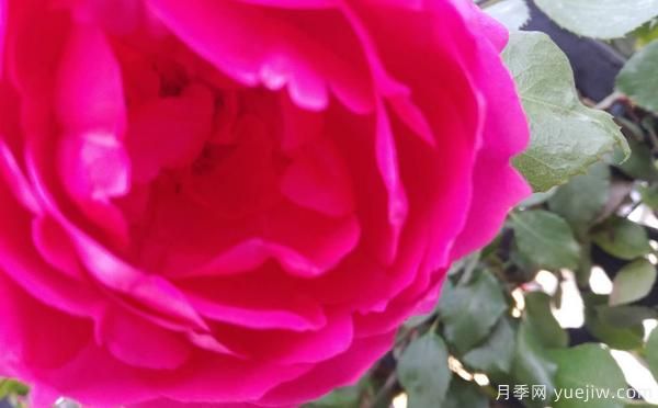 4公分樹狀月季的灌溉技術(shù)是怎樣的？(圖1)