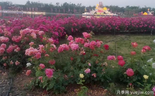 如何防止樹(shù)狀月季會(huì)變形呢？南陽(yáng)月季小編分享(圖1)