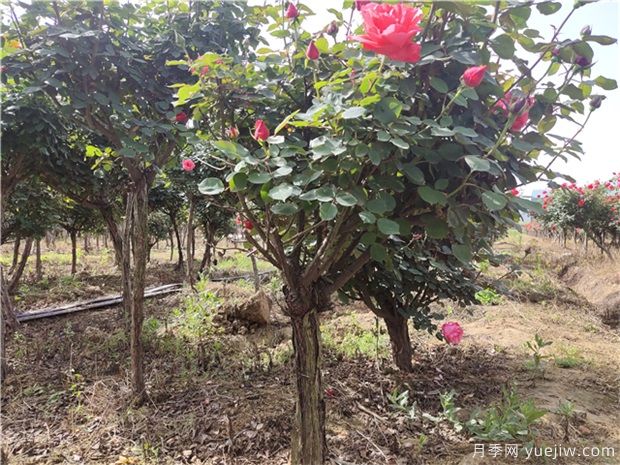 樹狀月季花在春夏秋冬四個季節(jié)，修剪的辦法是什么(圖1)