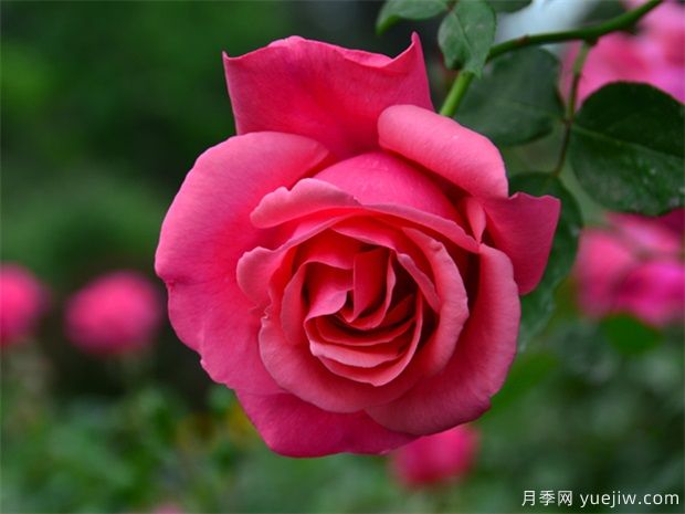 如何做好園林植物立體造型？造型月季供應(yīng)(圖1)
