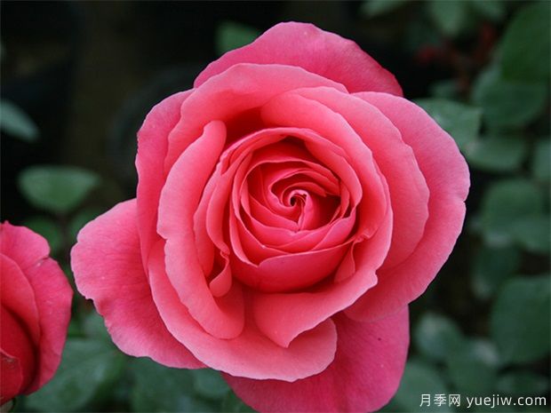 推薦12種大花月季，顏值爆表，抗病好打理(圖1)