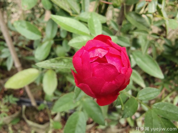 玫瑰？月季？薔薇？如何分清楚？情人節(jié)送的是什么？(圖3)