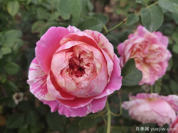 8個(gè)月季勤花品種，一年四季開花不斷(圖3)