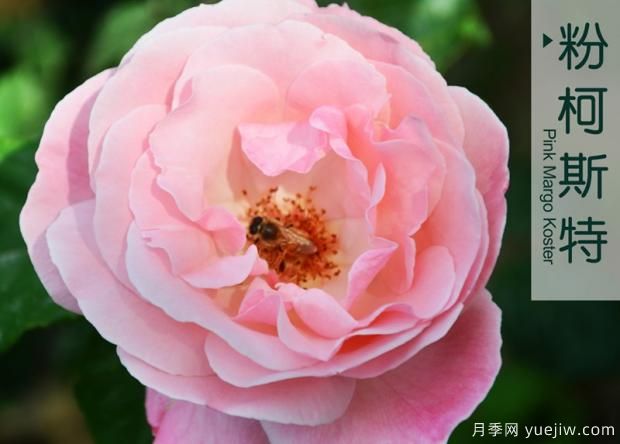 月季花牙簽苗怎么養(yǎng)？(圖1)