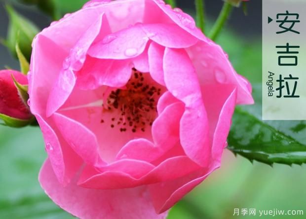 怎樣打造月季花造型花柱？(圖1)