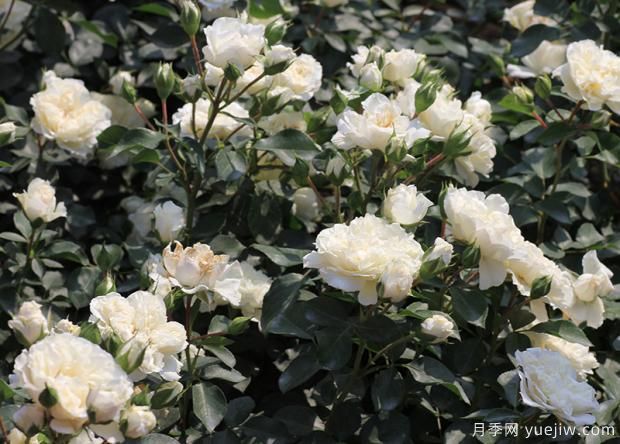 嚴(yán)格檢疫把控源頭才能做好月季掃帚病防治(圖1)