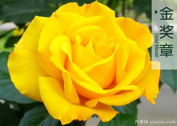 夏天雨季來臨時如何去做月季病害蟲害的防治？(圖1)