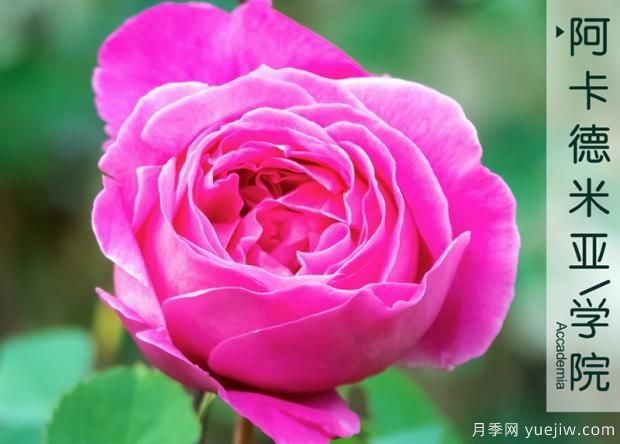 頗受大眾喜愛的月季花有哪些是讓人頭疼的難養(yǎng)品種呢？(圖1)