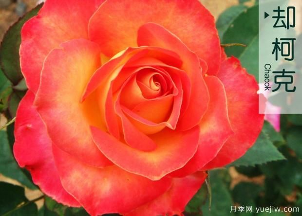 月季的前世今生是怎樣的？如果演變成現(xiàn)在的流行趨勢(shì)？(圖1)