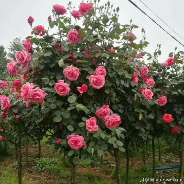 月季生了癭螨有什么危害？該如何防治？(圖1)
