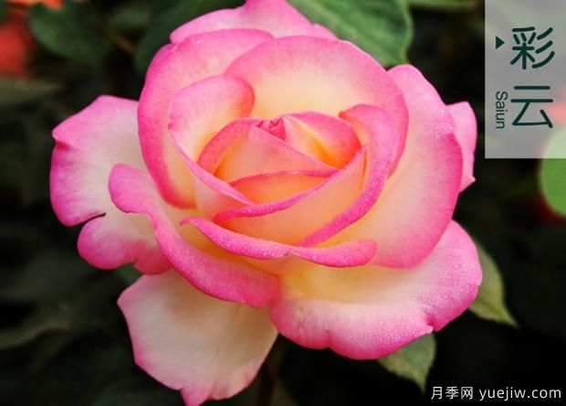 喜歡月季的你，了解這些知識嗎？(圖1)