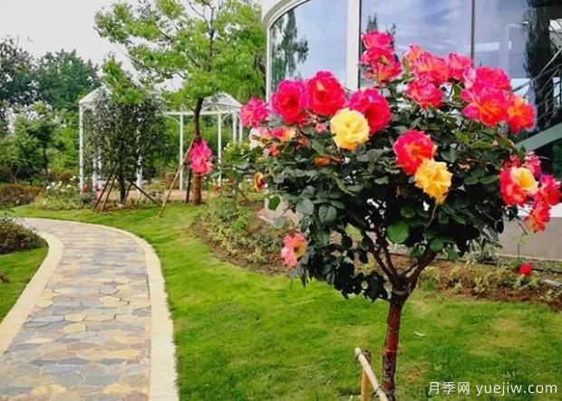 什么時(shí)候需要灌溉月季？(圖1)