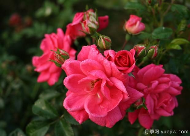 秋季月季花管理要點有哪些？(圖1)