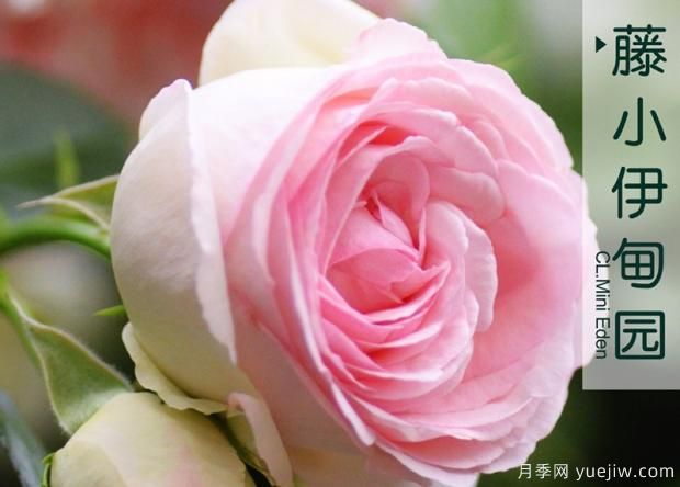 如何防止月季扦插“假活現(xiàn)象”？(圖1)