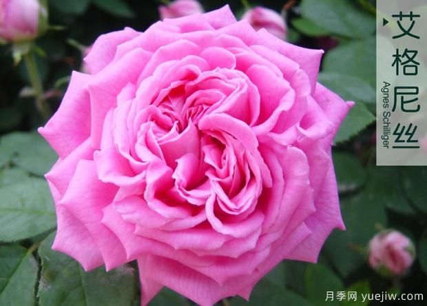 大花月季與豐花月季 你喜歡那個？(圖1)