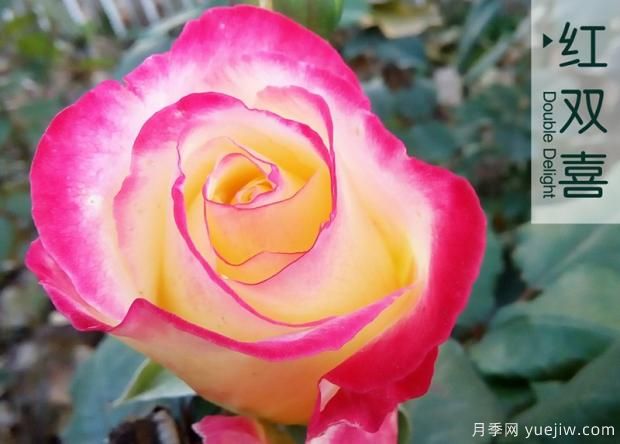 大花月季和豐花月季哪個(gè)更漂亮？二者有什么區(qū)別？(圖1)
