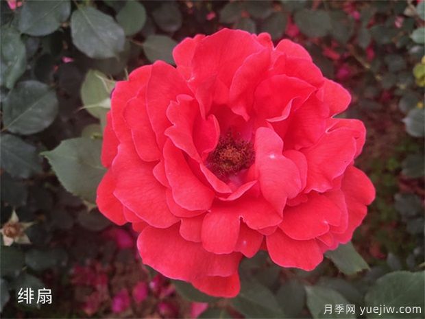 大花月季中的經(jīng)典種類你都知道幾個(gè)？(圖1)