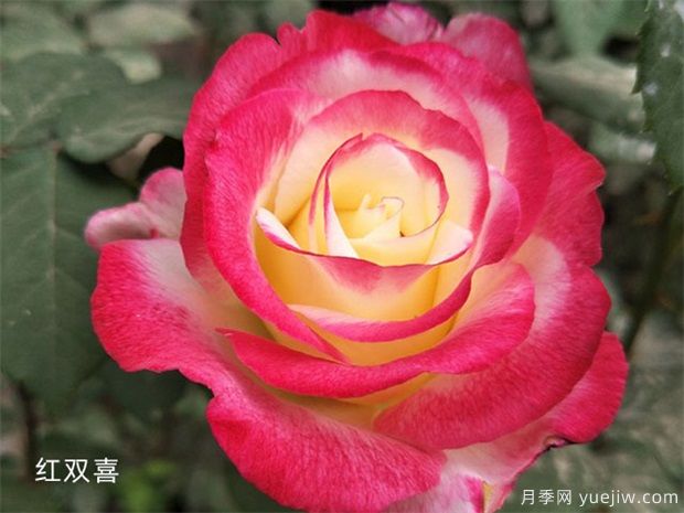 大花月季中的經(jīng)典種類你都知道幾個(gè)？(圖2)