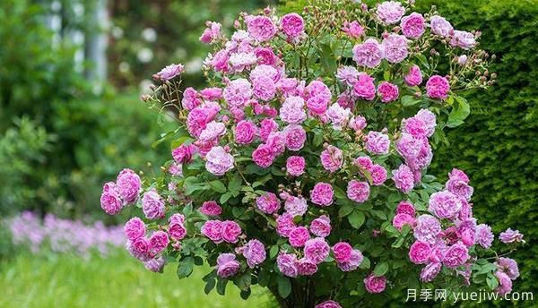 園林種植樹狀月季要怎樣正確施肥？(圖1)