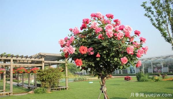 樹狀月季花苗秋天該不該修剪？(圖1)