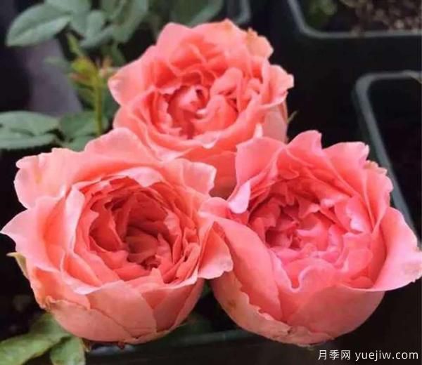 月季花,開開落落,無斷有續(xù),將美艷演繹成長久的絢麗(圖1) 月季花,開開落落,無斷有續(xù),將美艷演繹成長久的絢麗(圖1)