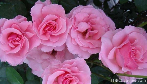 新手怎樣才能養(yǎng)好一枝剛扦插的樹狀月季？(圖1)
