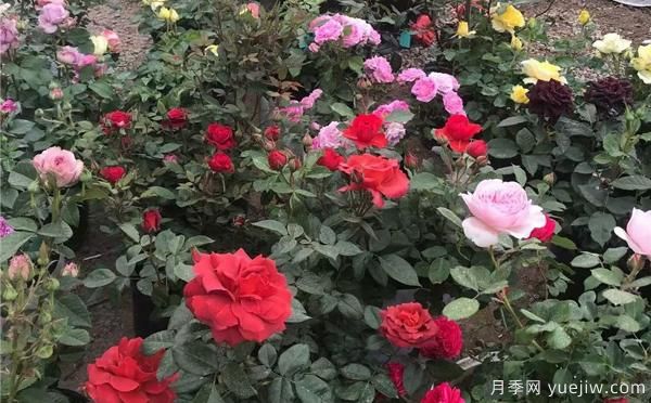信陽盆栽月季種養(yǎng)的話，具有哪些特點(diǎn)呢？(圖1)