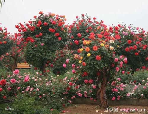 樹狀月季種植基地特意整理樹狀月季的栽培管理事項(圖1)