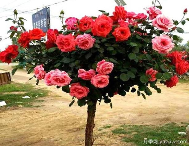 鶴壁樹狀月季花都有哪些作用功效呢？(圖1)