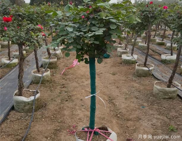 泰安樹狀月季是否會變形呢？怎樣避免它變形呢(圖1)