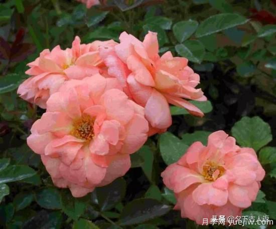 大花濃香抗病豐花月季品種？(圖1)